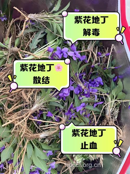 孕妇可以吃紫花地丁吗