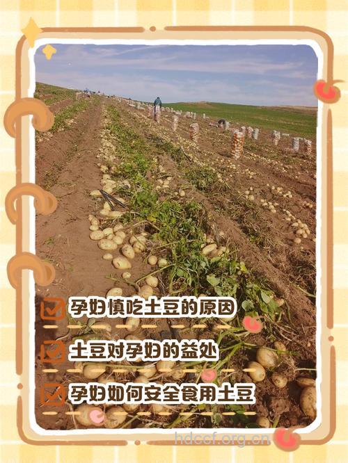 为何说孕妇要慎吃土豆