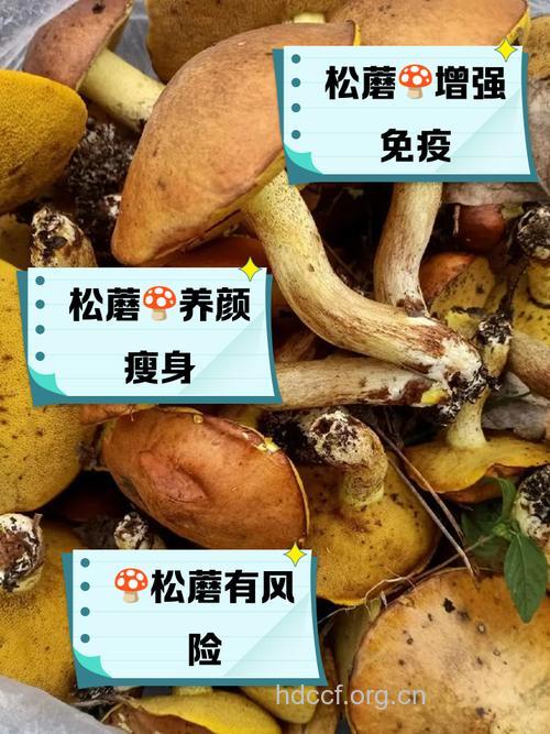 孕妇可以吃松蘑吗