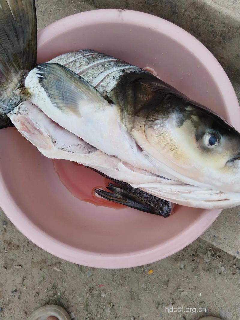 孕妇可以吃花鲢吗