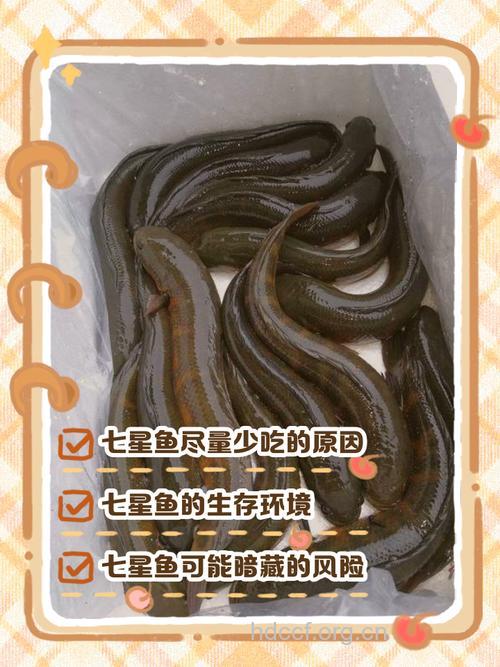 孕妇可以吃七星鱼吗