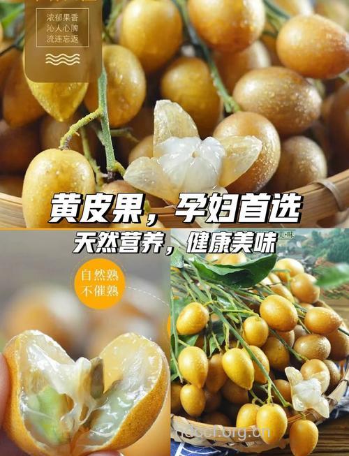 孕妇可以吃黄皮吗