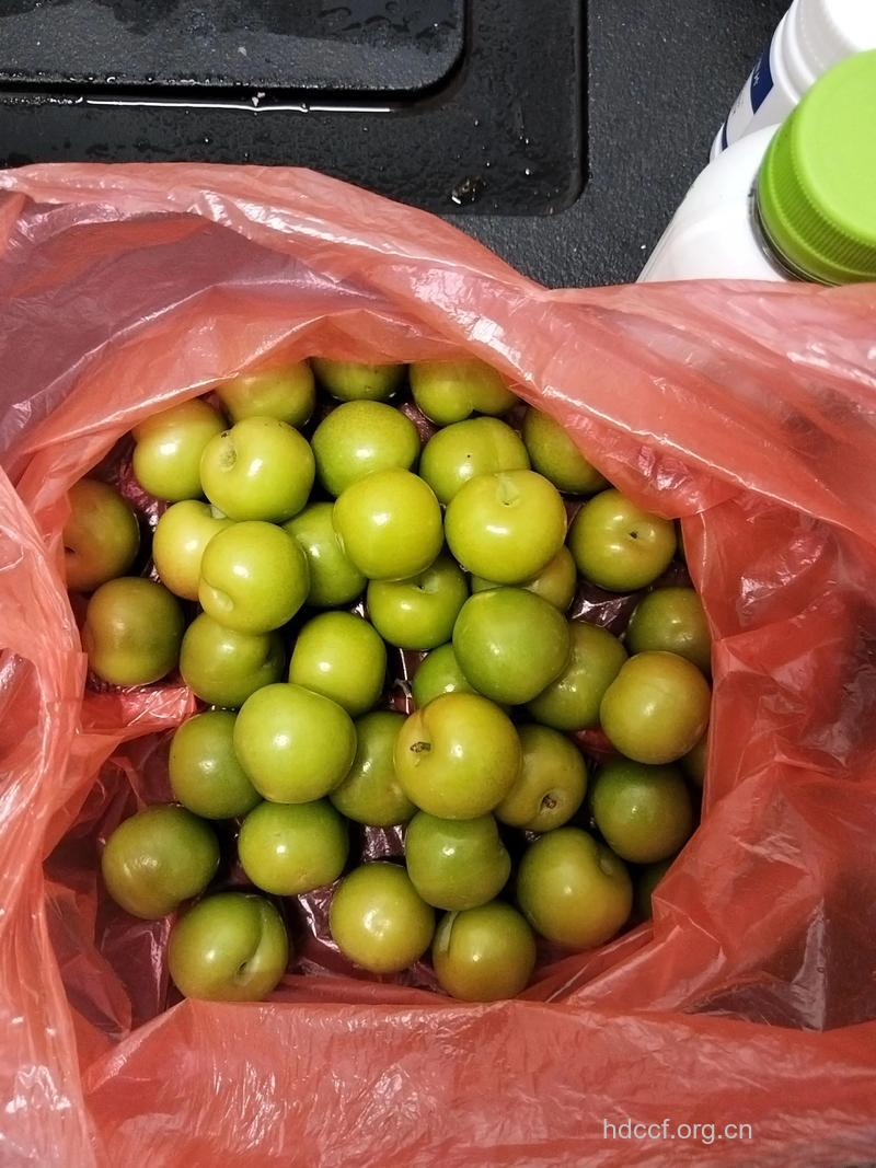 孕妇可以吃李子吗