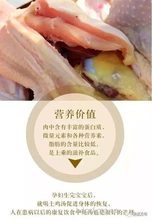 孕妇可以吃野鸡肉吗
