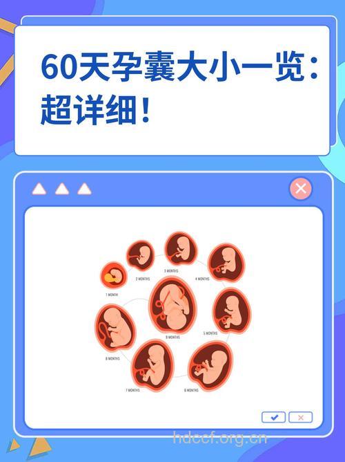 孕妈必知 怀孕60天孕囊大小