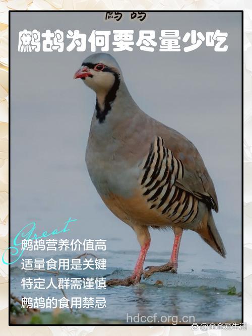 孕妇可以吃鹧鸪吗