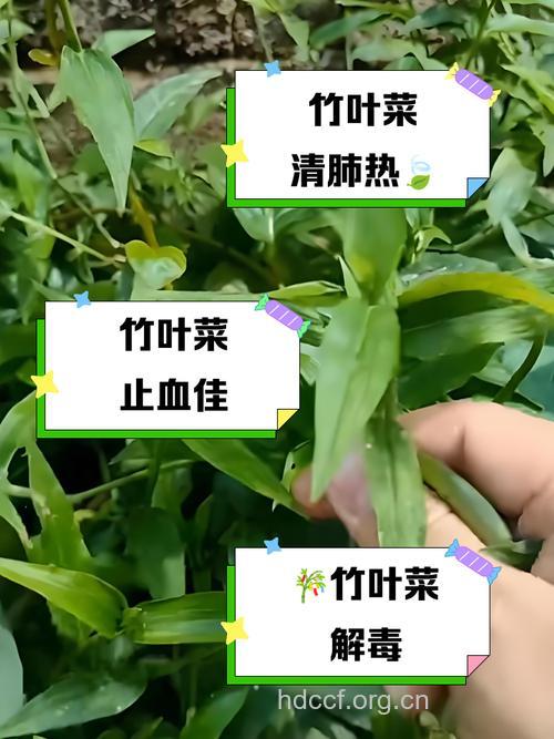 孕妇可以吃竹叶菜吗
