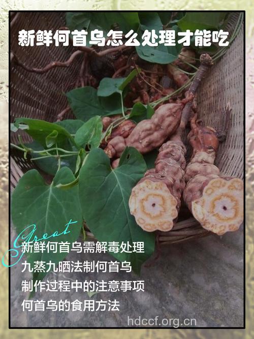 孕妇可以吃首乌吗