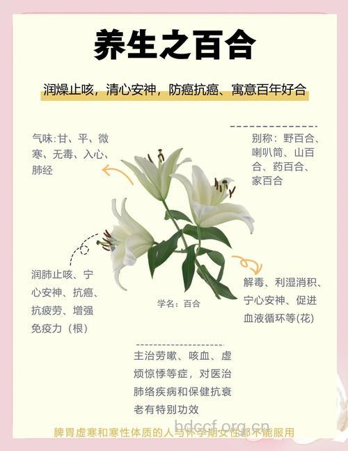 孕妇可以吃百合吗