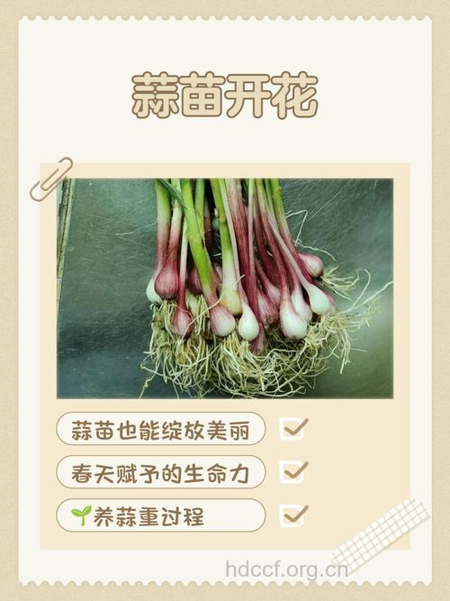 孕妇梦见蒜苗意味着什么