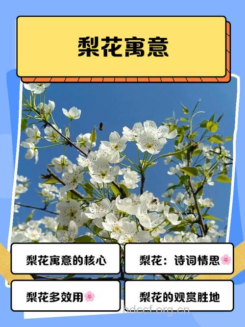 孕妇梦见梨树开花意味着什么