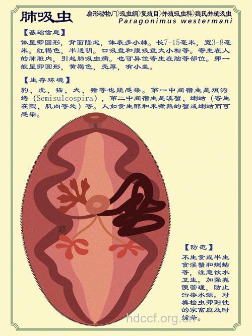 小儿肺吸虫是什么疾病?