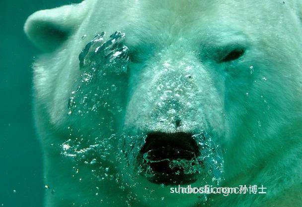 孕妇梦见大白熊意味着什么