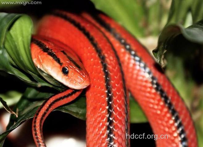 孕妇梦见红蛇意味着什么