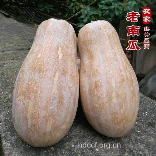 孕妇梦见摘南瓜意味着什么