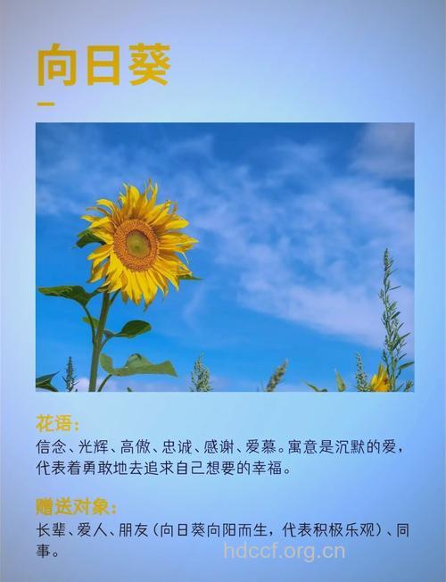 孕妇梦见向日葵意味着什么