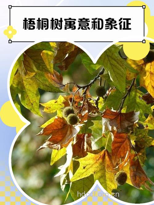 孕妇梦见梧桐树意味着什么