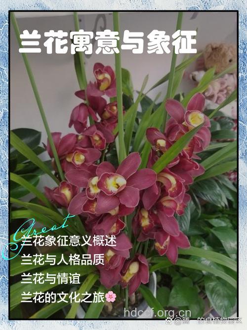 孕妇梦见兰花意味着什么