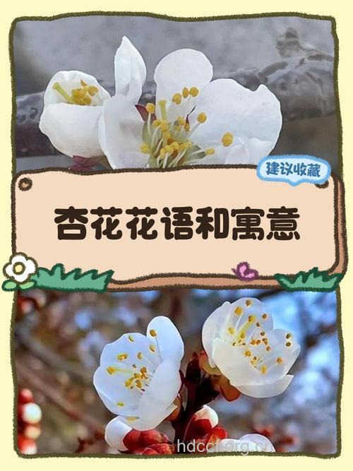 孕妇梦见杏花意味着什么