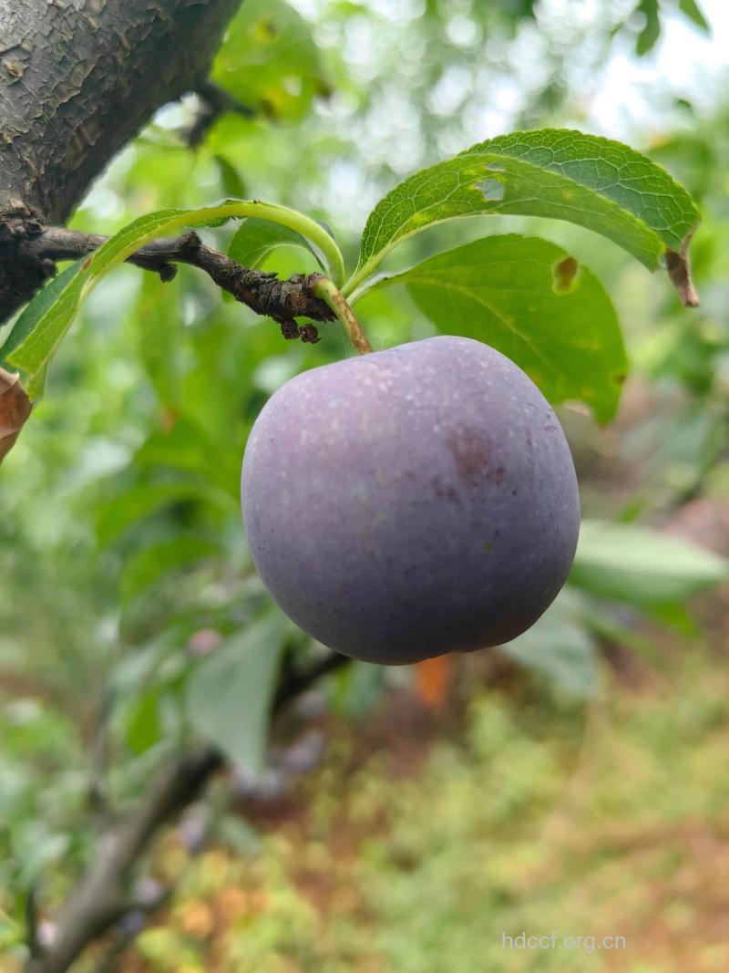 孕妇梦见李子意味着什么