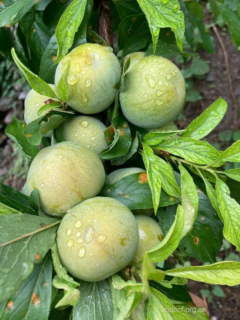 夏天孕妇可以吃青李吗