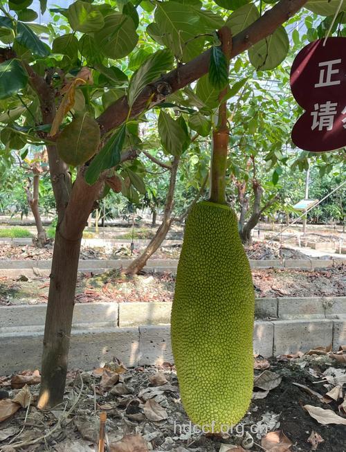 孕妇能吃木菠萝吗