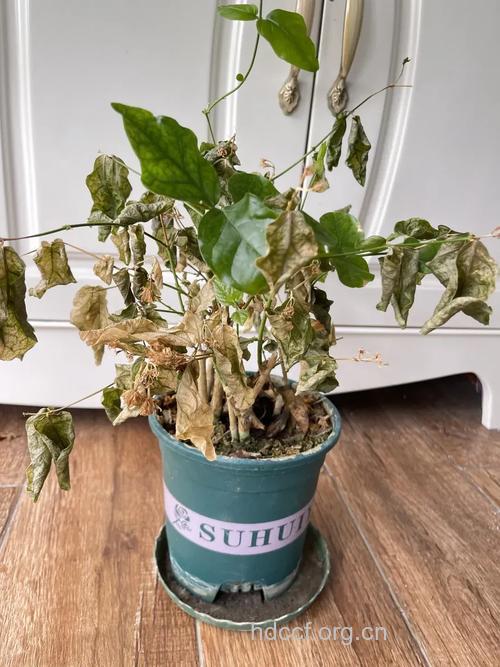 孕妇梦见花枯萎了意味着什么