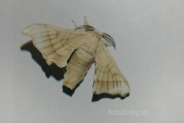 孕妇梦见蚕意味着什么