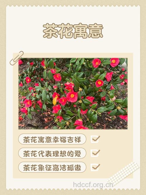 周公解梦 孕妇梦见山茶花的寓意