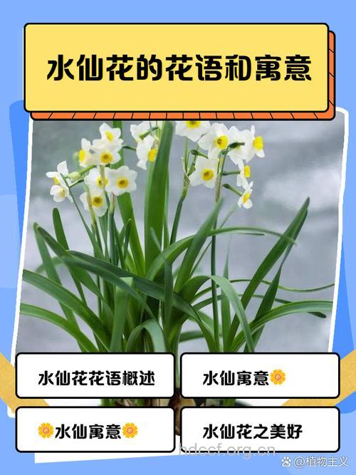 周公解梦 孕妇梦见水仙花的寓意