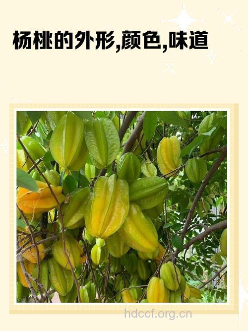 周公解梦 孕妇梦见杨桃的寓意