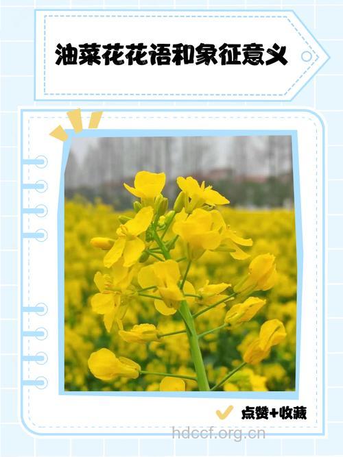 周公解梦 孕妇梦见油菜花的寓意