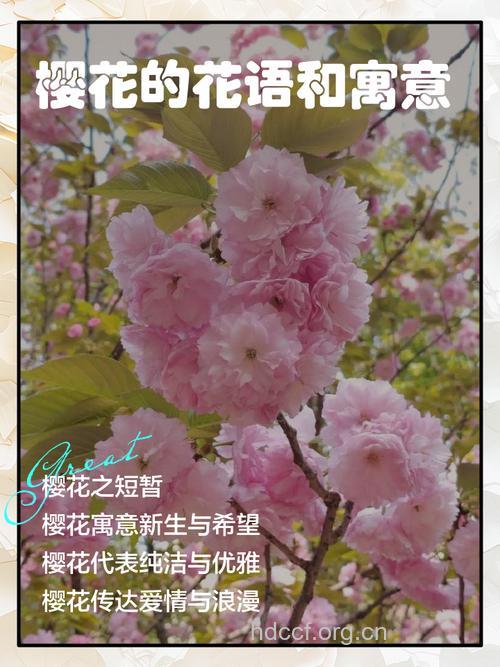 周公解梦 孕妇梦见樱花的寓意