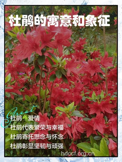 周公解梦 孕妇梦见杜鹃的寓意