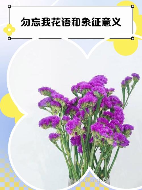 周公解梦 孕妇梦见勿忘我的寓意