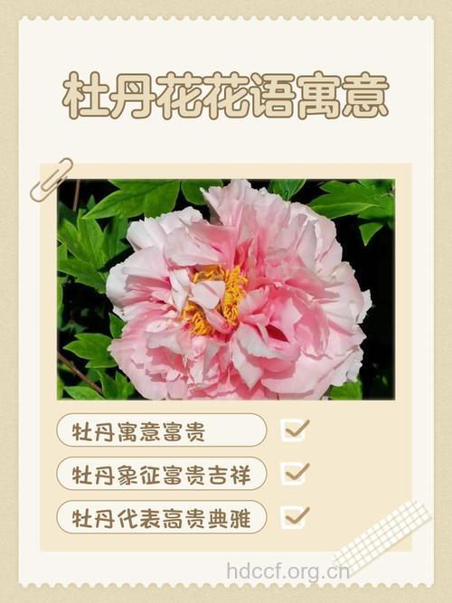 周公解梦 孕妇梦见牡丹花的寓意