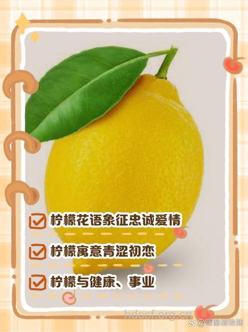 周公解梦 孕妇梦见柠檬的寓意