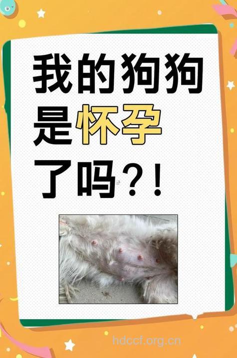 周公解梦 孕妇梦见猫和狗的寓意大全