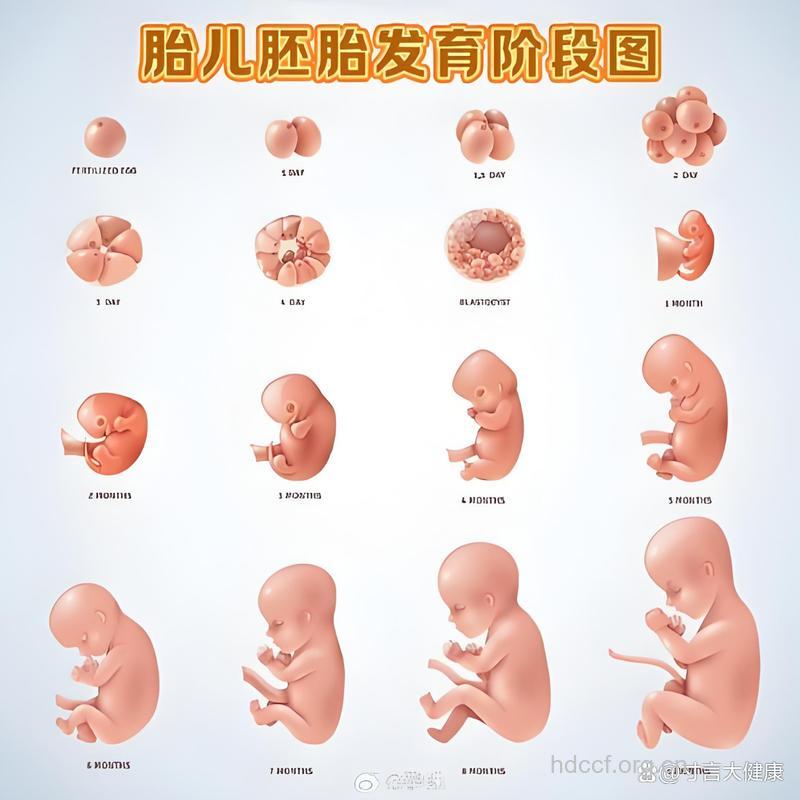 怀孕15周胎儿发育过程图