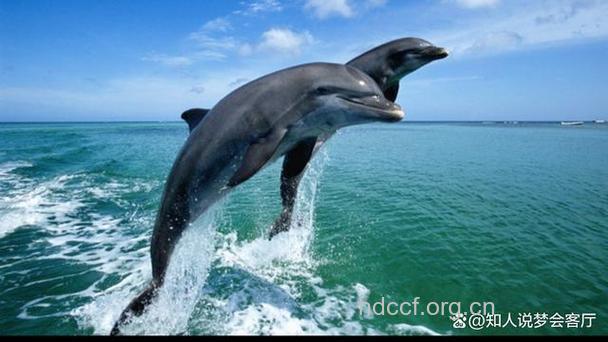 周公解梦 孕妇梦见海豚的寓意