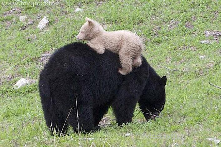 周公解梦 孕妇梦见熊的寓意