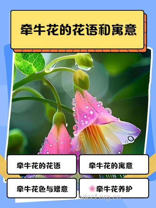 周公解梦孕妇梦见牵牛花的寓意