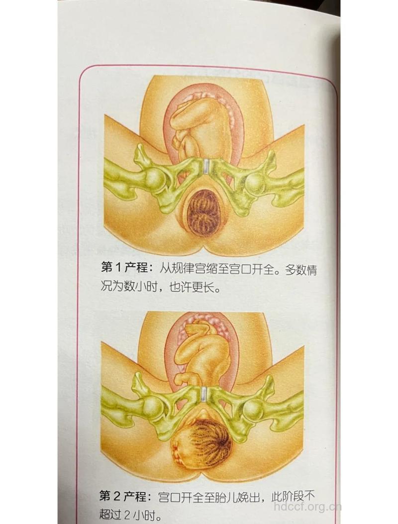 胎儿是怎样通过产道出生的