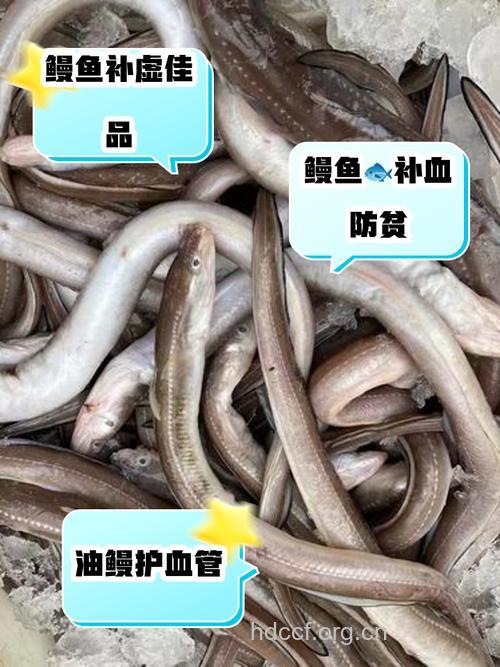 孕妇能吃鳗鱼吗