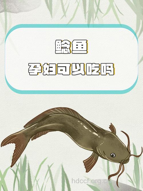 孕妇能不能吃鲫鱼鲇鱼