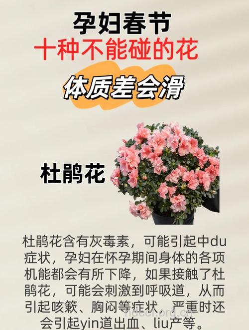 春节孕妈外出赏花注意事项
