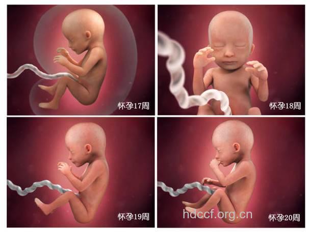 胎儿生长发育 怀孕六个月胎儿发育情况