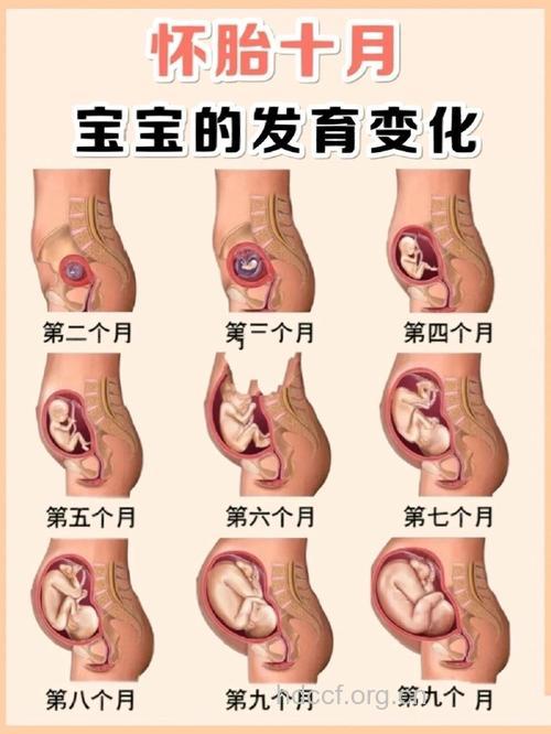 图示胎位 怀孕16周胎儿胎位图