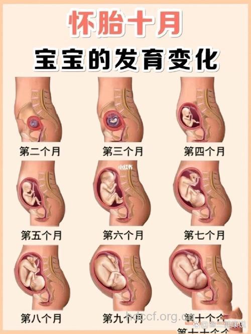 图示胎位 怀孕17周胎儿胎位图