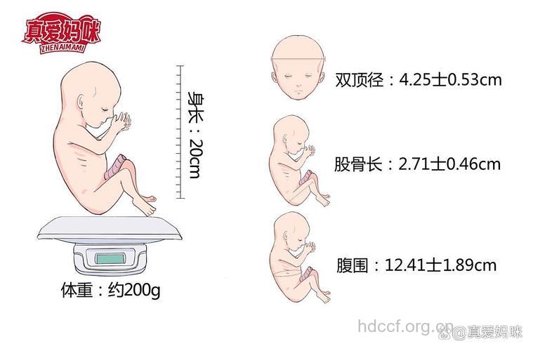 图示胎位 怀孕18周胎儿胎位图